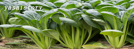 新鮮やさい 白菜